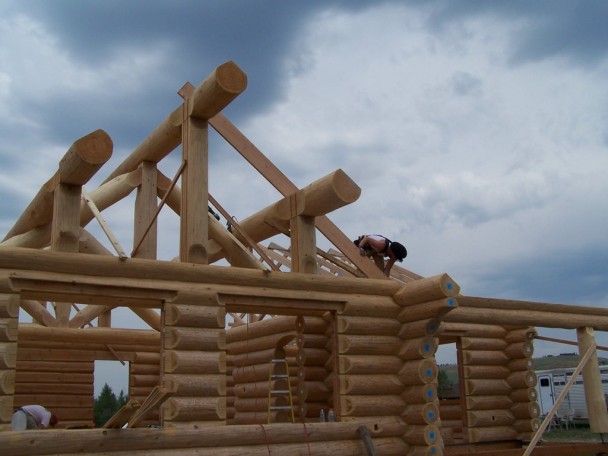 Douglas Fir Big Logs